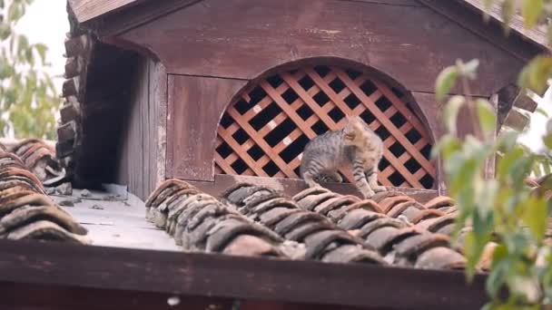 Små Kattungar Kryper Från Vinden Till Taket — Stockvideo