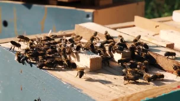 Bee Close Des Abeilles Ruche Essaim Abeilles — Video