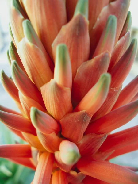 Rare orange plant named torch lily, macro photo — Stock Photo, Image