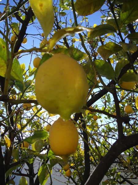 Lemon pohon dengan buah tergantung rendah di langit yang indah — Stok Foto