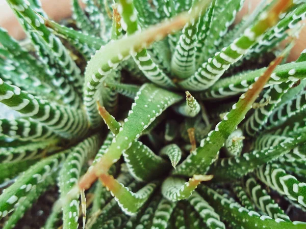 A close up of a plant Haworthiopsis attenuata — Stock Photo, Image