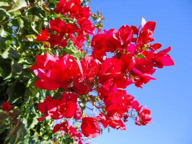 Bir çiçeğe yakın çekim Bougainvillea glabra