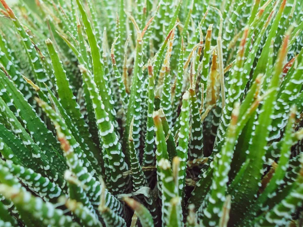 A close up of a plant Haworthiopsis attenuata — Stock Photo, Image