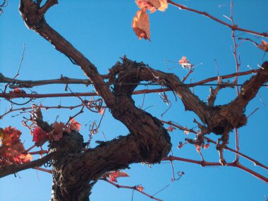 Sonbaharda güzel bir gökyüzünde üzüm bağları filizlenir