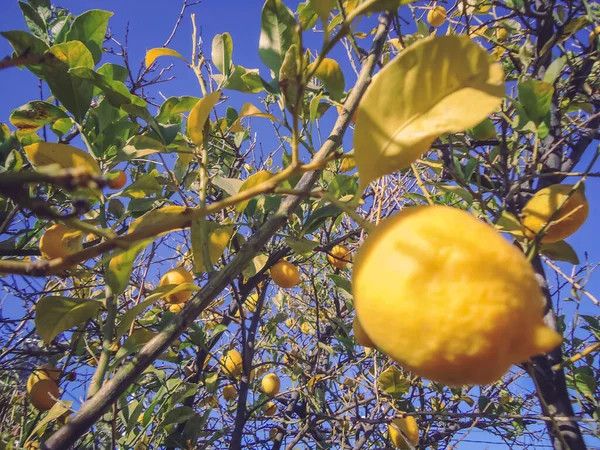 Lemon pohon dengan buah tergantung rendah di langit yang indah — Stok Foto