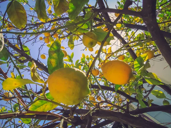 Лимонное дерево с низко висящими фруктами на красивом небе — стоковое фото