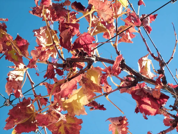 Wijndruivenplant op de herfst aan een prachtige hemel — Stockfoto