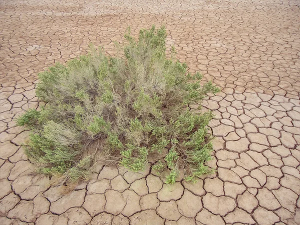 中间干枯裂开的地面绿色植物 — 图库照片