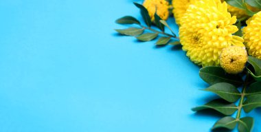 Sarı kasımpatı ve Pistacia yaprakları mavi bir arkaplanda toplanır. Sevgililer Günü, Kadınlar Günü, Anneler Günü, Paskalya, 8 Mart, doğum günü için kutlama kartı. Metin için boşluk kopyala