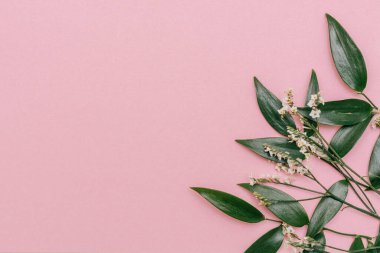 Ruscus ve White Statica 'nın pembe arka plandaki yaprakları. Kutlama konsepti, metin için kopyalama alanı, üst görünüm.
