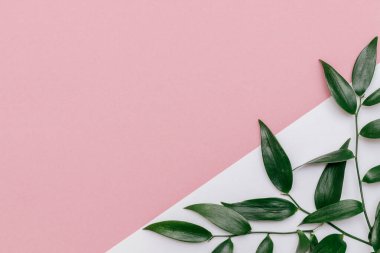 Ruscus 'un geometrik beyaz ve pembe arkaplan yaprakları. Şenlik konsepti, metin için kopyalama alanı, üst görünüm.