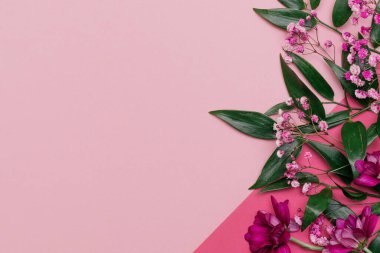 Ruscus 'un yaprakları, kestane rengi kasımpatı ve pembe çingeneler geometrik kombinasyonlu pembe arka plan üzerinde. Neşeli konsept, metin için kopyalama alanı, üst görünüm