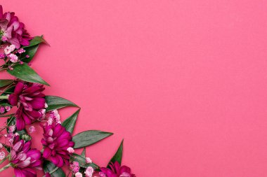 Ruscus 'un yaprakları, kestane rengi kasımpatı ve pembe çingeneler pembe arka planda. Kutlama konsepti, kartpostallar için şablon. Yazı için boşluk kopyala, üstten görüş.