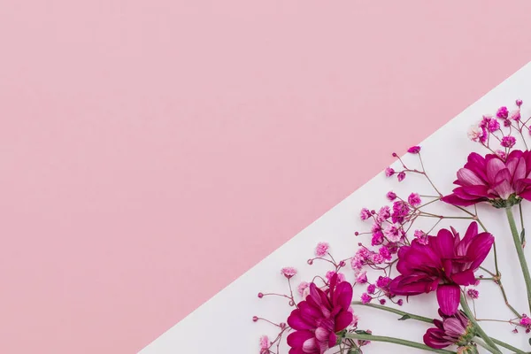 The maroon chrysanthemums and pink gypsophila on the combined white and pink background.Festive concept,copy space for text,top view