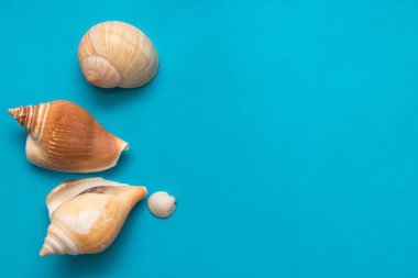 Mavi arka planda deniz kabukları. Minimum yaz düzlüğü kavramı. Model oluşturmak için alanı kopyala
