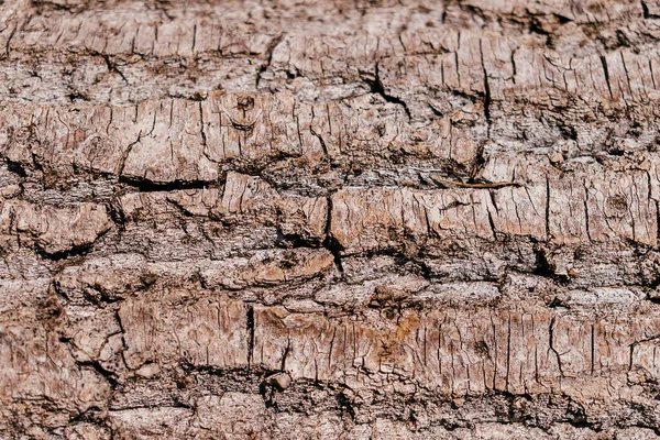 Albero Corteccia Texture Sfondo Vicino — Foto Stock