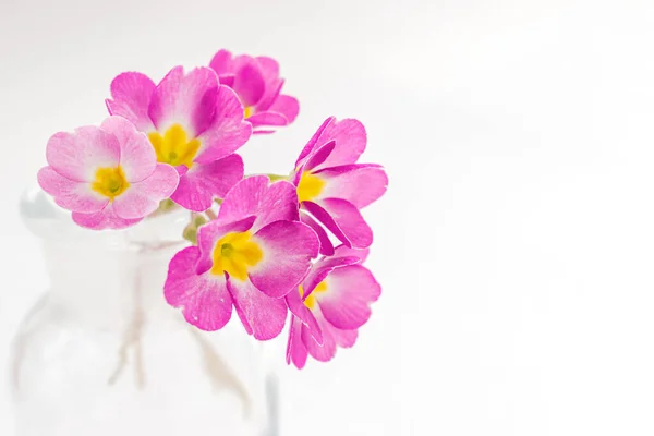 Rosa Primeln Einer Transparenten Glasvase Auf Weißem Hintergrund Frühlingskonzept Festlicher — Stockfoto