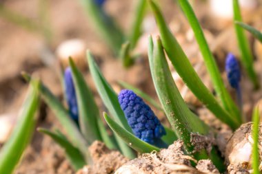 Mavi Muscari (Üzüm Hyacinth) bahçenin zemininden filizlenen tomurcuklarla filizlenir.