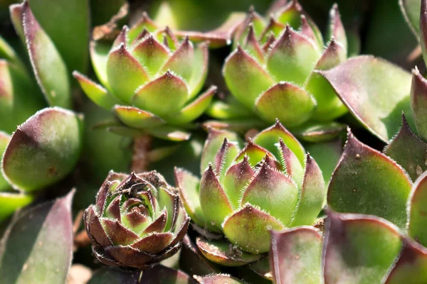 Närbild Gröna Saftiga Växter Rose Öknen Selektivt Fokus Naturlig Bakgrund — Stockfoto