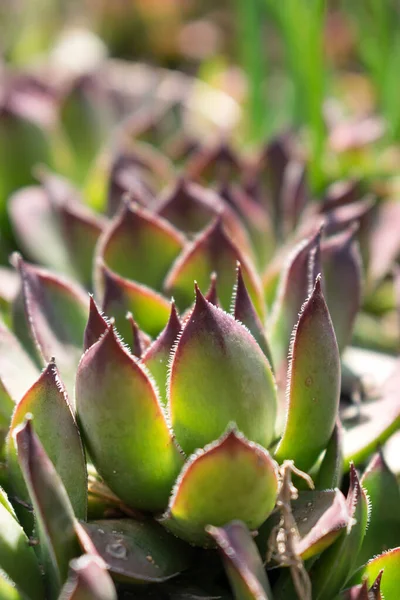 Närbild Gröna Saftiga Växter Rose Öknen Med Grunt Djup Fält — Stockfoto