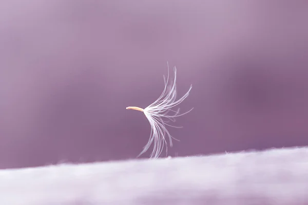 Biji Dandelion Menutup Pada Latar Belakang Lilac Salin Ruang Untuk — Stok Foto