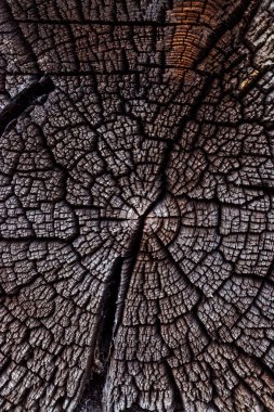 Eski ağaç pulunu kapat. Yaratıcı arkaplan, soyut doku