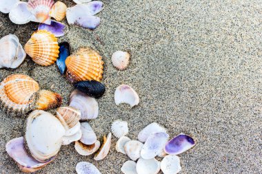 Deniz kabuğu kum plajı üzerinde kapat.