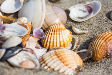 Deniz kabuğu kum plajı üzerinde kapat.