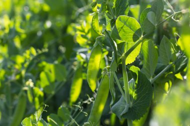 Bahçede yeşil bezelye tesisi