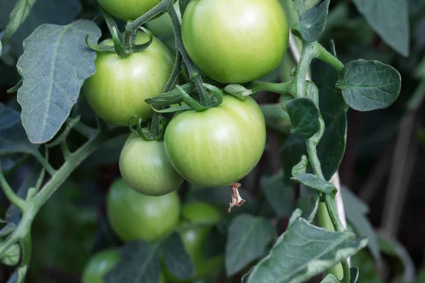 Grüne Tomaten im Garten — Stockfoto