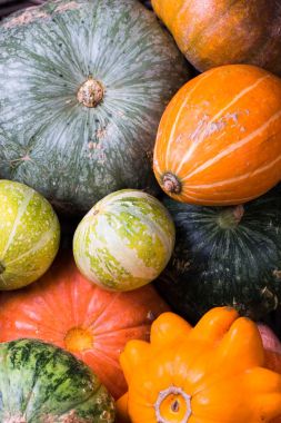 Kabaklar ve squashes koleksiyon çeşitleri.
