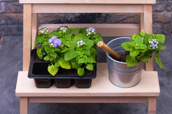 Krukor med blommor och trädgårdsredskap — Stockfoto