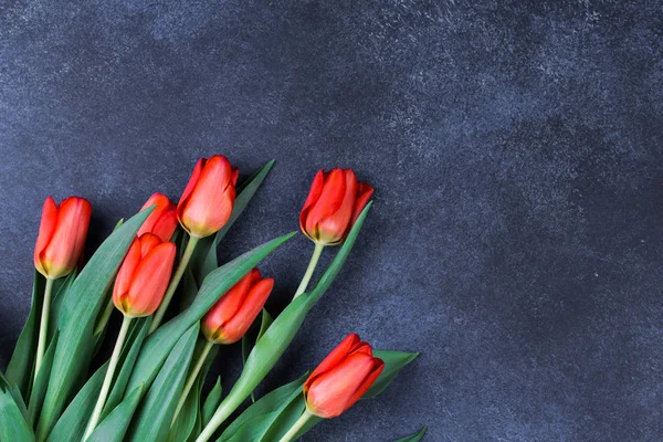 Tulipánok a sötét kék háttér — Stock Fotó