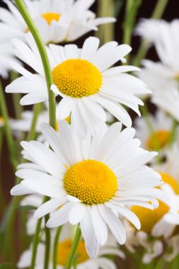 Papatya çayı. Çiçek papatya alan, papatya çiçeği.