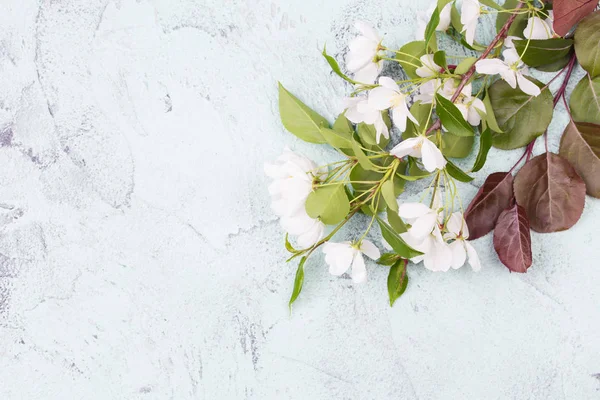 Spring flowers. Apple tree blossom with green leaves on white background — Stock Photo, Image