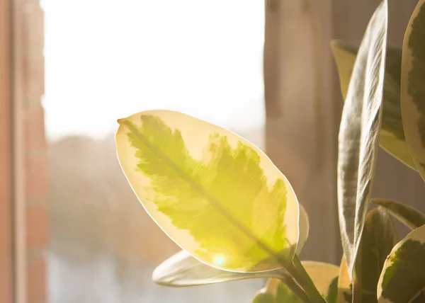 Große grüne Pflanzenblätter gegen Sonnenlicht aus dem Fenster — Stockfoto