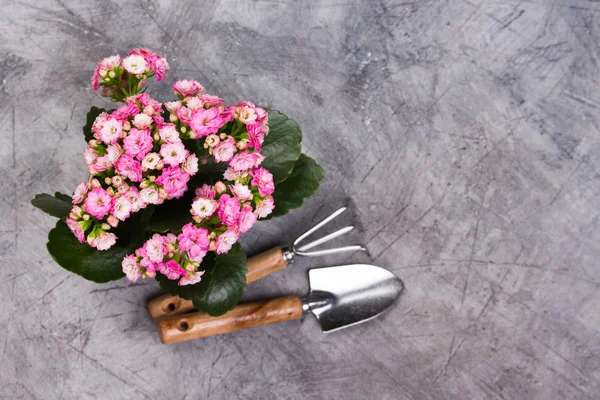 Frasco decorativo suculento Kalanchoe blossfeldiana em cores diferentes — Fotografia de Stock