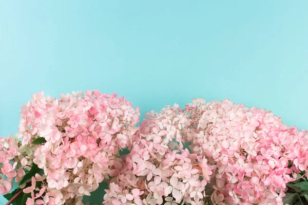 Pink flower hydrangea on light blue background. Copy space.