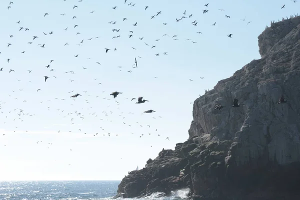 Birds Flying Algarrobo Beach Central Coast Chile — Stock Photo, Image