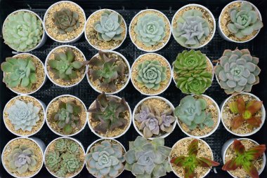 Kaktüs güzel bitki yaz asgari stil