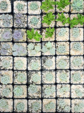 Kaktüs güzel bitki yaz asgari stil