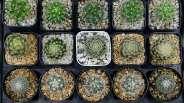 Kaktüs güzel bitki yaz asgari stil