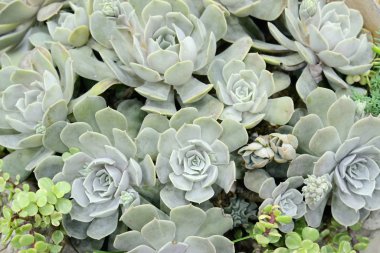 Kaktüs güzel bitki yaz asgari stil