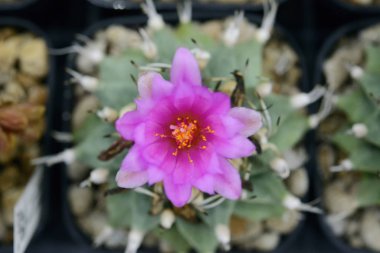 Kaktüs güzel bitki yaz asgari stil