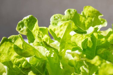 Taze organik yeşil meşe marulu sebze çiftliği.