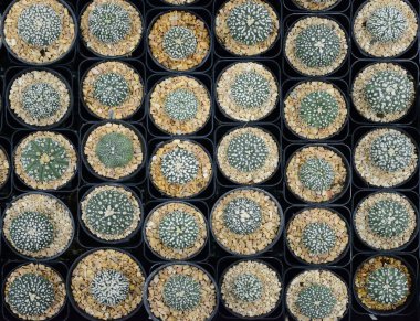 Kaktüs güzel bitki yaz asgari stil