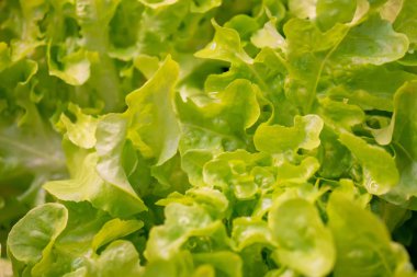 Taze organik yeşil meşe marulu sebze çiftliği.