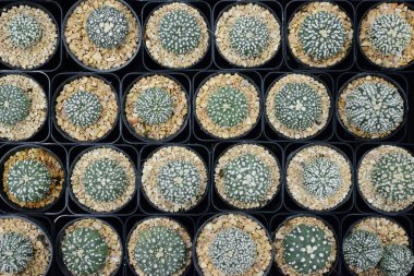 Kaktüs güzel bitki yaz asgari stil