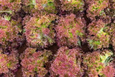 Taze organik yeşil meşe marulu sebze çiftliği.