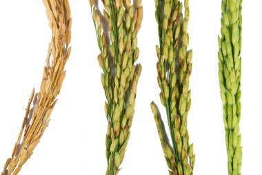 Pirinç, beyaz arkaplanda yakın plan